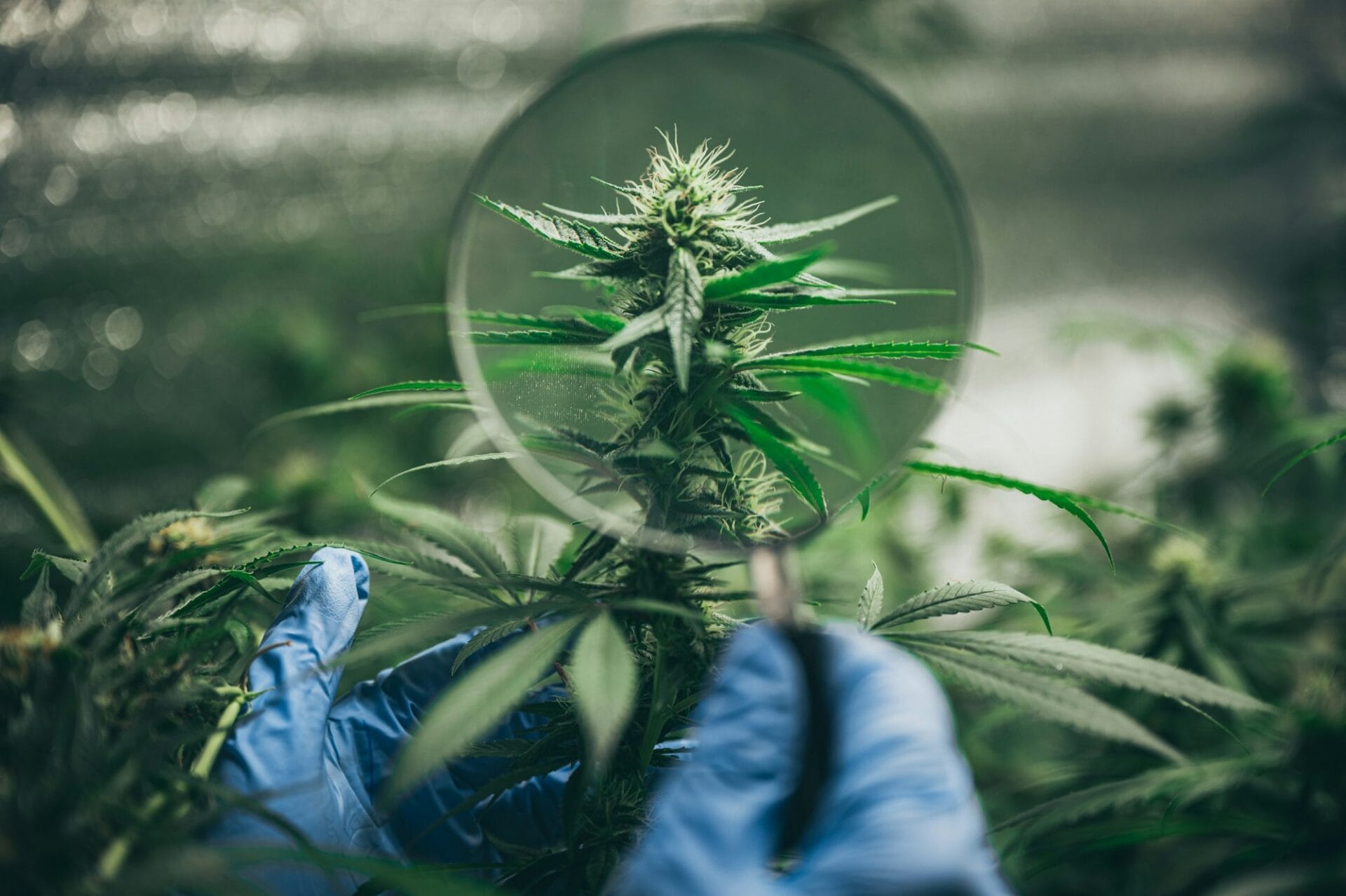 Marijuana Riddle Failure to Disclose a Marijuana Grow Operation - Kooner Priddle Law